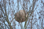 *Frelon asiatique (Hymnoptre - Vespidae - Vespa velutina) Pons (Charente-maritime 17)